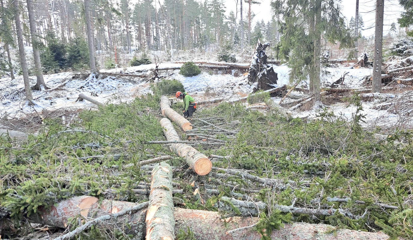 träd fälls i snöig skog